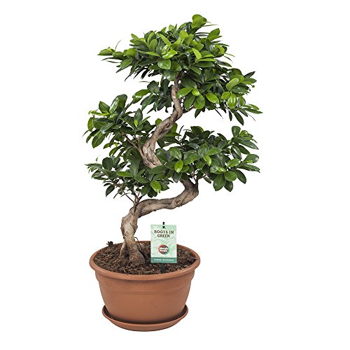 Ficus Ginseng Bonsai – Planta verde – planta de interior – Altura 70 cm – Maceta 27 cm – Fácil mantenimiento
