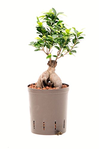 Ficus Ginseng, Ficus microcarpa Bonsai - Planta de interior hidropónica, maceta 18/19, 40-50 cm
