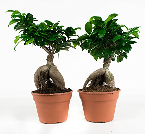Ficus Ginseng Microcarpa | 2 plantas | Pequeño Bonsai | Planta interior | Altura 40 cm | Maceta 17 cm | Fácil cuidado