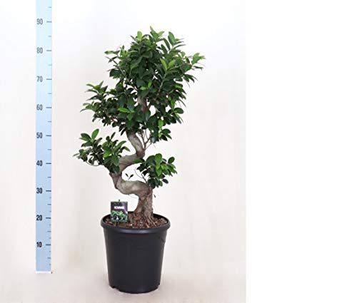 Ficus Microcarpa Ginseng Bonsai 90cm - Plantas de interior Bektas Flowers and Plants