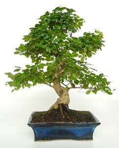 Ficus Retusa 10 años