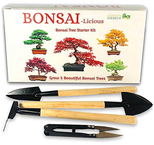 Kit de plantación de bonsáis - Planta tus propios bonsáis - Set de regalo de cultivo - Fertilizante de bonsáis Incluido. - Kit de principiante con 5 semillas de 5 especies diferentes para sembrar