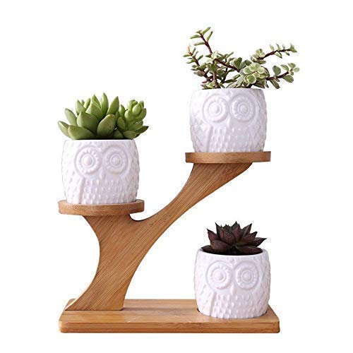 LINGLAN 1 juego búho de cerámica maceta de cerámica forma redonda / y bandeja de bambú / macetas de cactus / planta en macetas / Grow 1 paquete de 3