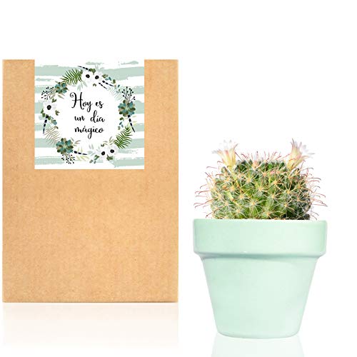 Planta Suculenta o Cactus natural en maceta verde pastel Sweet Mint - Planta para regalar entregada en caja de cartón kraft con mensaje"Hoy es un dia mágico" (Cactus)