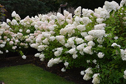 20 pcs semillas de hortensia fresa blanca semillas de flor raras para la siembra perenne casa al aire libre de interior bonsai etc fácil de crecer