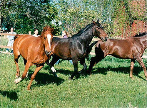 Caballos de Doma - Foto de Prensa Vintage