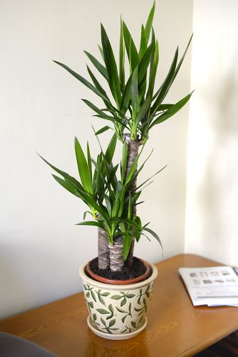 Garden Market Place Planta de Interior - Planta para la casa o la Oficina - YUCCA elephantipes - Yuca sin Espinas - 1 Metro