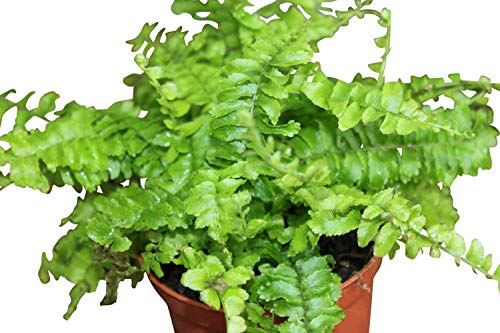 Planta de interior - Nephrolepis- Helecho de Boston - Planta frondosa para casa - Aproximadamente 45 cm de alto