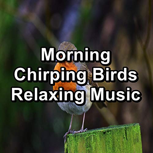 Bird Sounds For a Cozy Living Room To Repeat the Whole Night