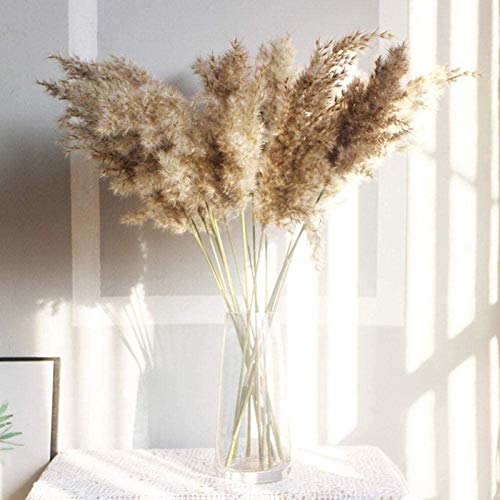 Bumen 30 /50Piezas Pampas Secas, 50 cm Flores Secas Naturales para Jarrones, Ramo marrón Boho decoración hogar Dormitorio Sala de Estar balcón Boda fotografía decoración de Mesa