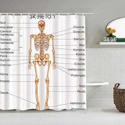 Cortina de ducha Esqueleto Anatomía humana Sistema esquelético Diagrama del cuerpo del hombre Ciencia didáctica Sistema corporal óseo Cortinas de baño impermeables Ganchos incluidos - Ideas decorativa