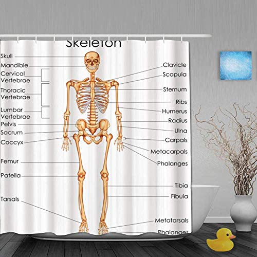 Decoración Cortina de ducha Esqueleto Anatomía humana Sistema esquelético Diagrama del cuerpo del hombre Ciencia didáctica Sistema corporal Óseo Cortinas de baño Tela impermeable Juego de decoración d