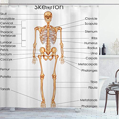 DYCBNESS Cortina de Ducha,Esqueleto Anatomía Humana Sistema esquelético Diagrama del Cuerpo del Hombre Ciencia didáctica Sistema del Cuerpo óseo,Durable Cortina de Baño Impermeable,180 x 180 cm