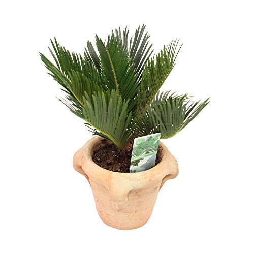 Planta de interior de Botanicly – Cycas Revoluta Compact en olla de terracota como un conjunto – Altura: 35 cm