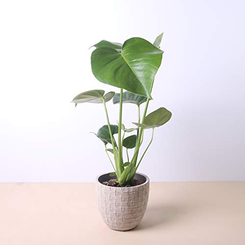 Planta natural Monstera deliciosa a domicilio - Costilla de Adán - Envío gratuito - Altura 50cm Diámetro 12cm - Plantas decorativas - Exterior e interior - (2. Macetero cónico)