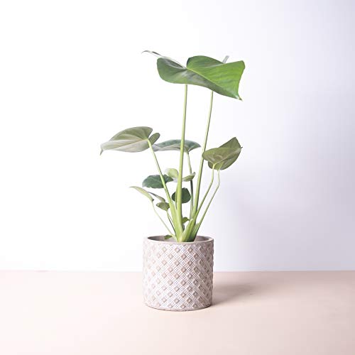 Planta natural Monstera deliciosa a domicilio - Costilla de Adán - Envío gratuito - Altura 50cm Diámetro 12cm - Plantas decorativas - Exterior e interior - (3. Macetero cuadros)