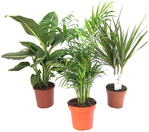 Plantas de Mix II Juego de 3, 1 x diefenb achia, 1 x chama edorea 1 x Dracena marginata, 10 – 12 cm Cazuela.