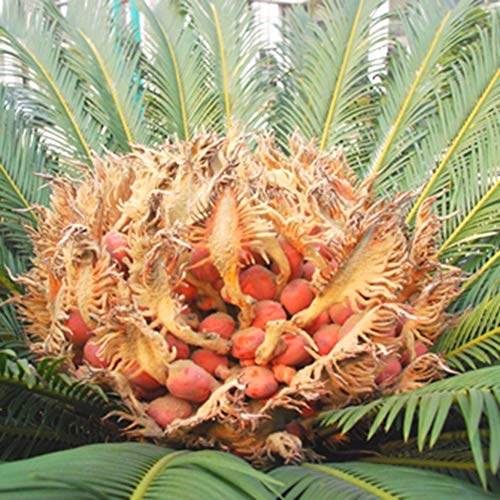 Portal Cool 1 X Sago Palm Tree Semillas Cycas Revoluta Plantas Verdes Tropicales Bonsai Decoraciã³n del Hogar
