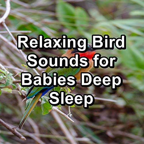 Sleepy Bird Sounds For a Cozy Living Room To Repeat the Whole Night
