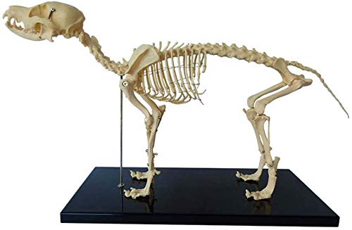 BBYT Esqueleto de Perro canino Anatómico Modelo, Animal Anatomía Esqueleto de Perro Biología Humana Enseñando Veterinario Enseñando Demostración Herramienta