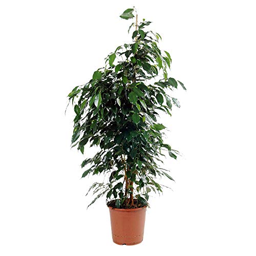 Birkenfeige"Danielle" - Ficus benjamina (altura: 100-110 cm, diámetro: 21 cm)