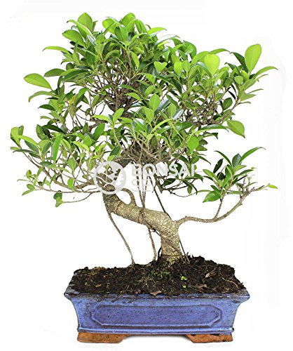 Bonsai - Ficus, 16 Años (Bonsai Sei - Ficus Retusa)