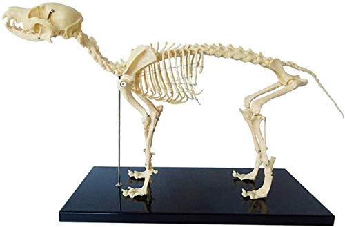Espécimen Esqueleto Modelo Animal Modelo De Enseñanza De Anatomía Perro Modelo Anatómico Animal Y Biología Humana Herramienta De Demostración Enseñanza Veterinaria