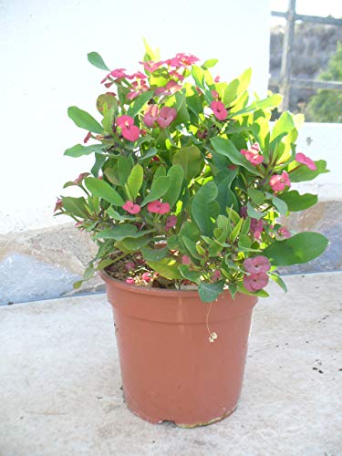 Euphorbia milii - Espina de cristo - roja/una planta 35-45 cm