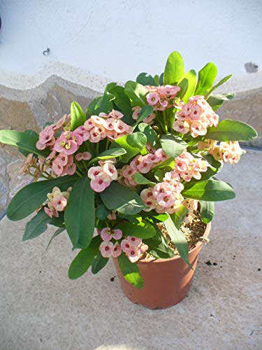 Euphorbia milii - Espina de cristo - rosa/una planta 35-45 cm