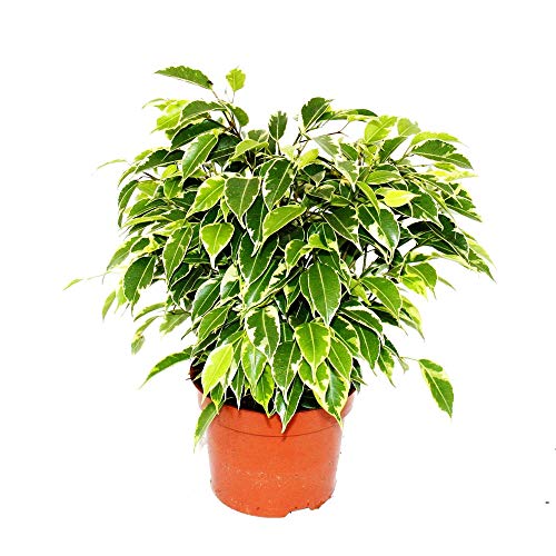 Ficus Benjamina Variegata Planta Natural de Interior Altura 30cm Maceta 12cm