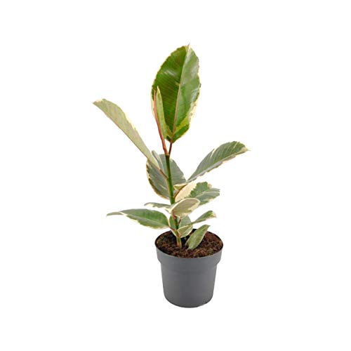 Ficus elastica tineke | Planta de interior natural | Árbol de caucho | Altura 60cm aprox. (Envíos solo a Península)