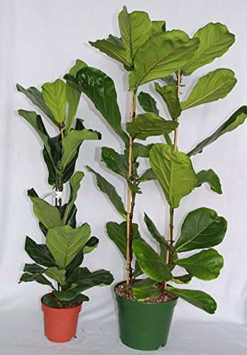 Ficus Lyrata o ficus lira (80-100 cm (1 vara)) - Planta viva de interior