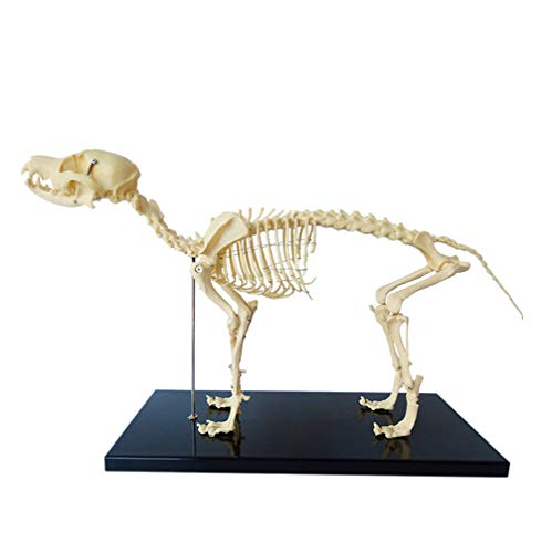 GEEFSU-Modelo Anatómico del Esqueleto del Perro Canino - Hueso de Perro Mascota Esqueleto Articular Animal - para La Enseñanza de Herramientas de Demostración de Enseñanza Veterinaria