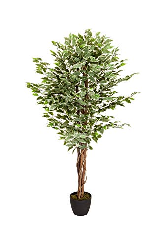 hjh OFFICE Ficus 871000 - Planta Artificial (165 cm, 1008 Hojas), Color Verde y Blanco