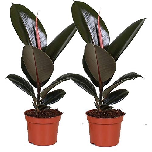Plantas de interior de Botanicly – 2 × Gomero – Altura: 30 cm – Ficus Elastica Robusta