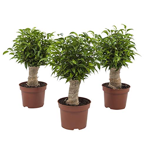 Plantas de interior de Botanicly – 3 × Ficus de hoja pequeña – Altura: 35 cm – Ficus benjamina Natasja