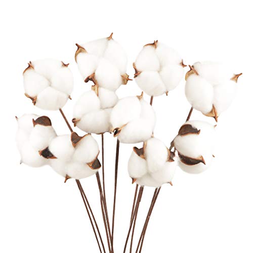 10Pcs Ramo de Flores Secas Naturales Blanca Rama Algodon Artificial Flores Artificiales Blancas Decoracion para Jarrones Hogar Bodas Fiestas Mesa Cocina Escritorio Restaurante