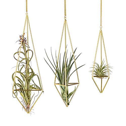 Knik Glass Soporte para plantas de aire colgante de metal Tillandsia, maceta de cactus suculentos, cestas colgantes con forma de pirámide geométrica, en color dorado, paquete de 3 (3 variadas) Knik Glass Soporte para plantas de aire colgante de metal Tillandsia, maceta de cactus suculentos, cestas colgantes con forma de pirámide geométrica, en color dorado, paquete de 3 (3 variadas)