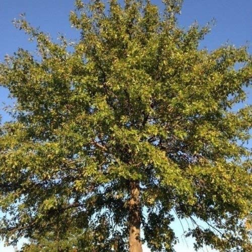 Semillas y granjas (Quercus palustris)"La semilla de roble" 25 semillas