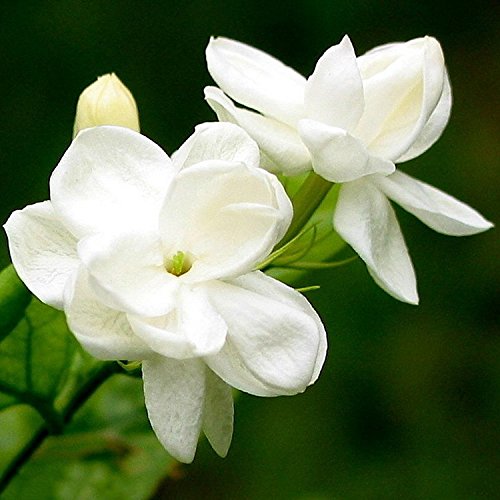 20 pcs Semilla del Jazmín del China,AZX,Flor Jazmín Bonsai,Semillas de Plantas de Jardín,Color Blanco 20 pcs Semilla del Jazmín del China,AZX,Flor Jazmín Bonsai,Semillas de Plantas de Jardín,Color Blanco