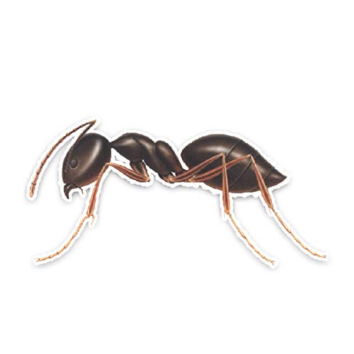 CTMNB Etiqueta del Coche 13.3 * 6.6CM Hormigas interesantes Decoración Pegatinas de Coches Parachoques Ventana de Coche Decoración Personalizada