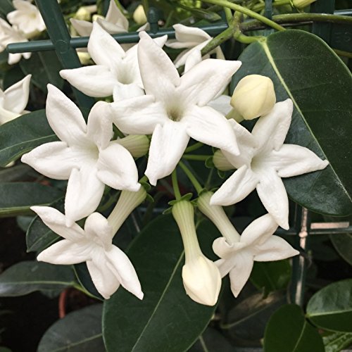 Jazmín de Madagascar - Stephanotis - Maceta 19cm. - Altura aprox. 55cm. - Planta viva - (Envíos sólo a Península) Jazmín de Madagascar - Stephanotis - Maceta 19cm. - Altura aprox. 55cm. - Planta viva - (Envíos sólo a Península)