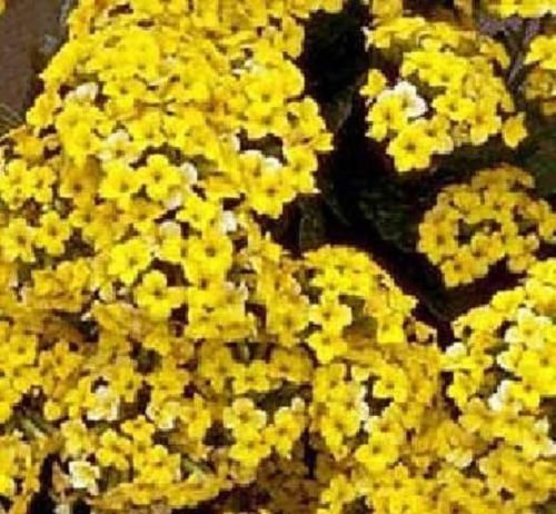 Kalanchoe blossfeldiana flor amarilla, mesembs raras suculentas semillas 15 semillas