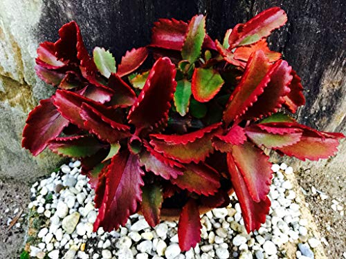 Kalanchoe Sexangularis ~ rojo asombroso con hojas suculentas ~ 10 ~ Las semillas diminutas raras