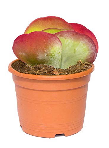 Kalanchoe thyrsiflora, planta resistente a la sequia
