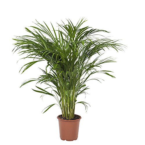 Planta de interior de Botanicly – Palma Areca – Altura: 85 cm – Areca dypsis lutescens