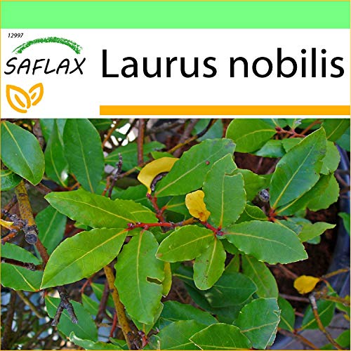 SAFLAX - Laurel de Apolo - 6 semillas - Laurus nobilis