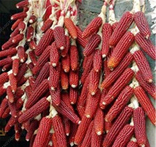 20pcs negro, rojo, arco iris de maíz semillas de hortalizas Furit Orgánica de fácil producción de semillas de alta calidad para el hogar vegetal jardín blanca