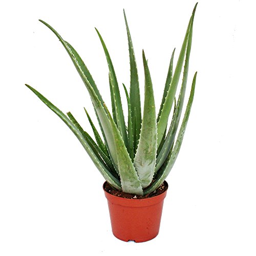 Aloe Vera Natural Planta en Maceta Pequeña muy Resistente Sábila Aloe Barbadensis