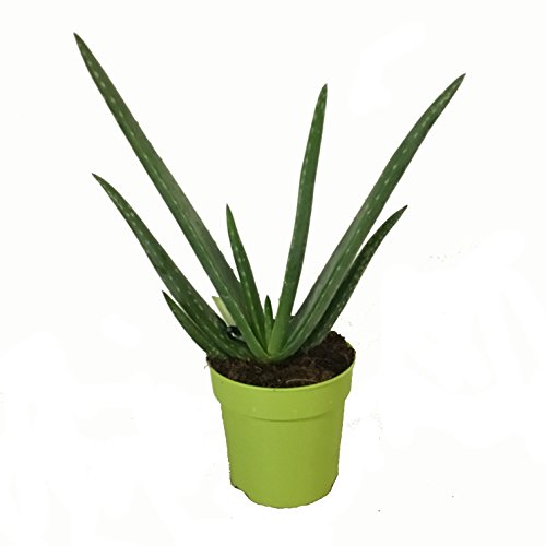 Aloe Vera Planta - Maceta 12cm. - Altura aprox. 30cm. - Planta viva - (Envíos sólo a Península)